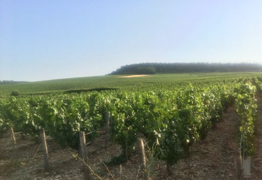 Chablis vineyards