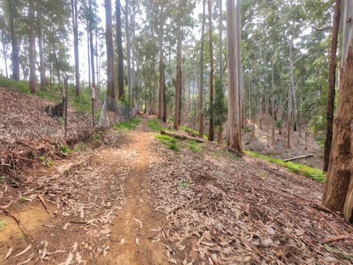 Upper upper Shady Glen trail