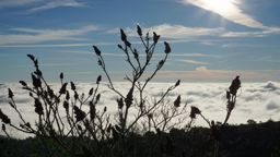 Dans la forêt des calanques