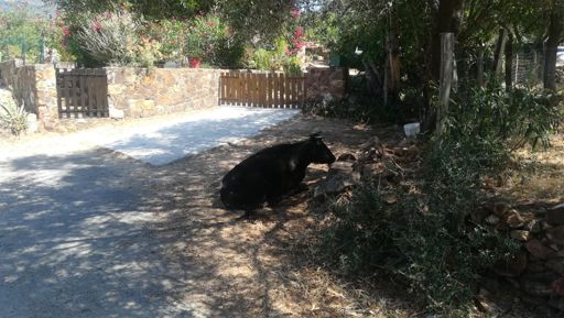 Bienvenue chez meuh...