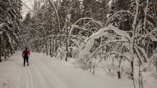 Природный заказник «Верховое болото Раменское».