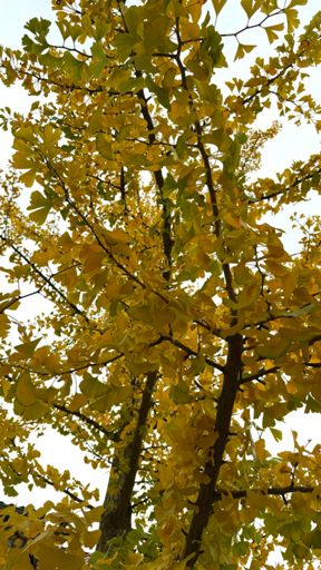 Auch der Ginko in der Niehofer Straße wird inzwischen leuchtet gelb und ein Hingucker. 🍂