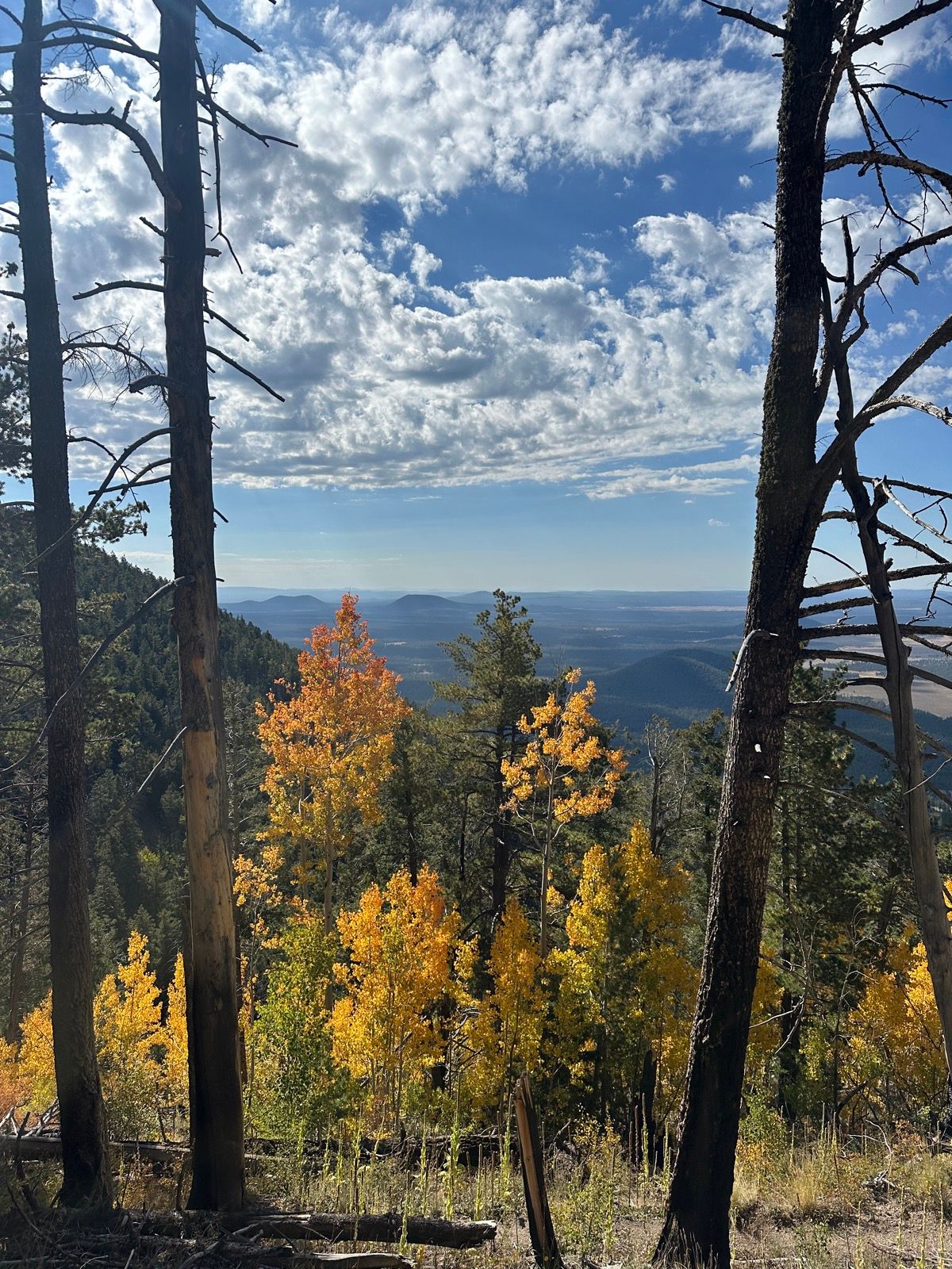 Kendrick Peak (#22, Trail 22) | 8.5 mi Hiking Trail on Strava