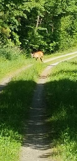 Lots of deer in my way today!