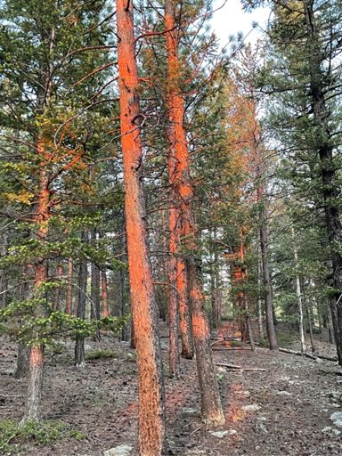 There's alpenglow, and then there's arborglow, at sunrise.