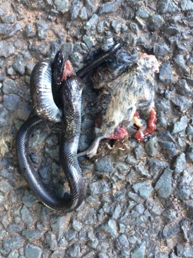 Slow worm ran over while eating road kill!, bizarre!