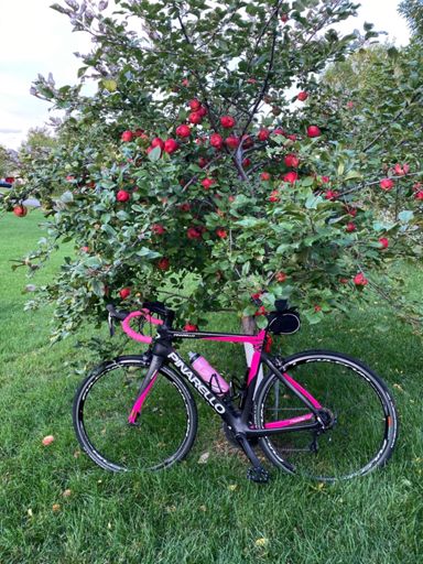 It’s honeycrisp harvest time! 🍎