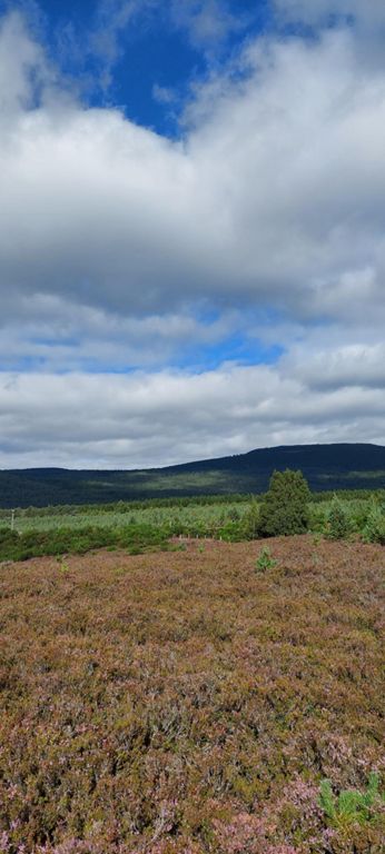 The view on the left side of the track.