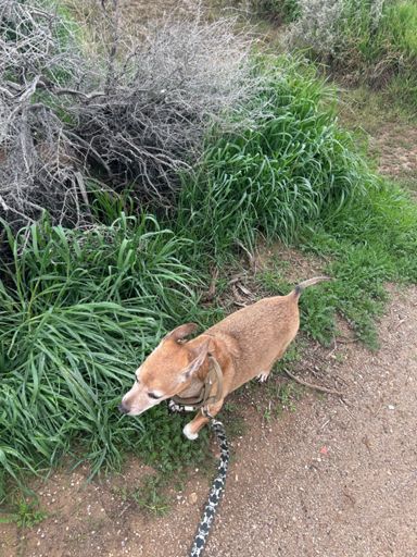 My jungle guide impeccably sniffing out our next steps