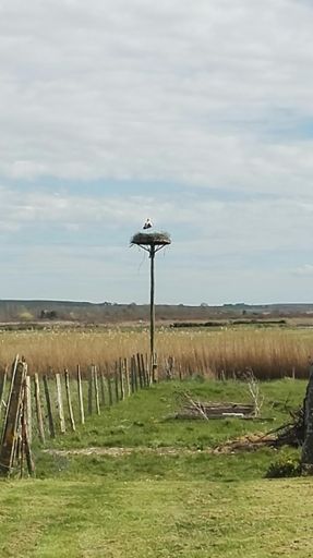Nid de cigognes près de Talmont