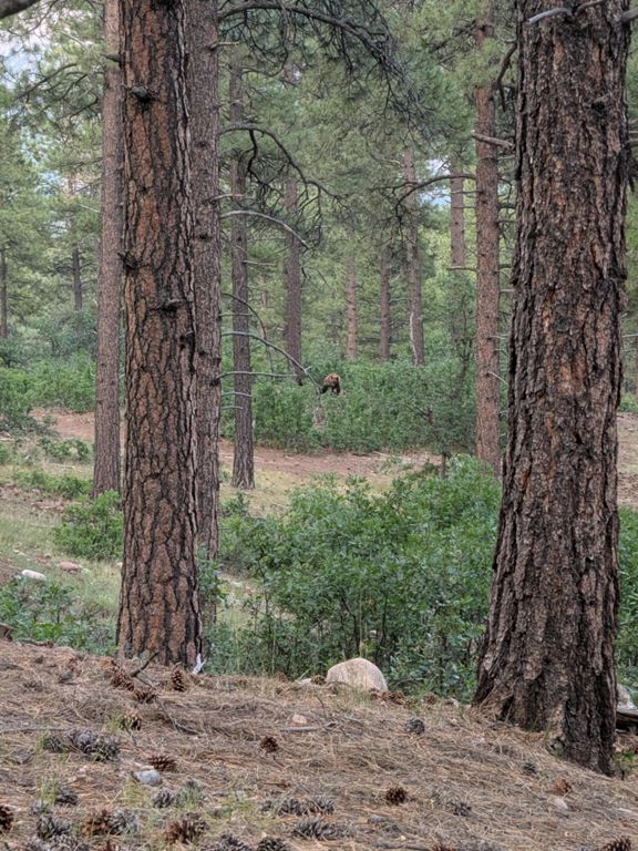 hazing the momma bear