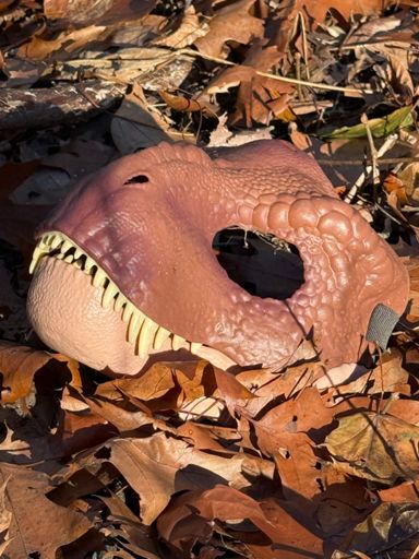 The vernal pool is dry so I walked through it for the first time. I found this remarkably preserved dinosaur skeleton. 