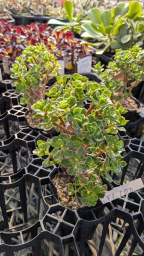 このわさわさはカランコエ系かな？