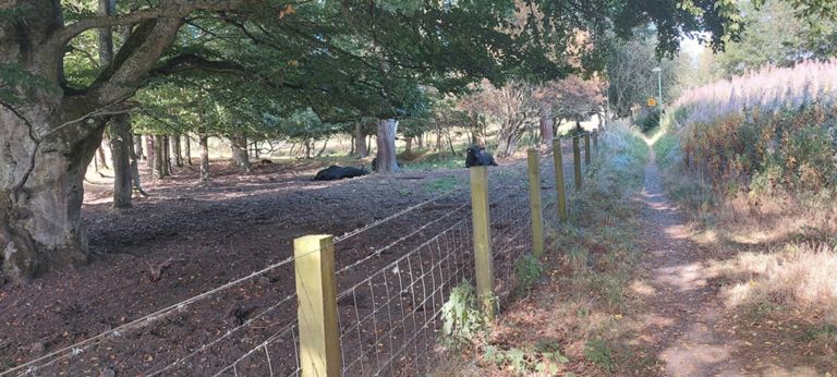 Recording the path. The camera felt the best shot also was to record the Angus bulls!  Recording the path as an unsuitable NCN route path, when actually I chose this route option  knowing there would be steps, though I had not appreciated the difficulty we were about to encounter. The NCN route had another option.