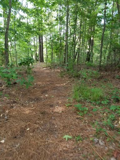Pizitz woods trail.