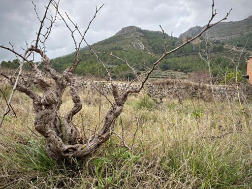 Weer wat mooie knoestige druivenstokken 🙂