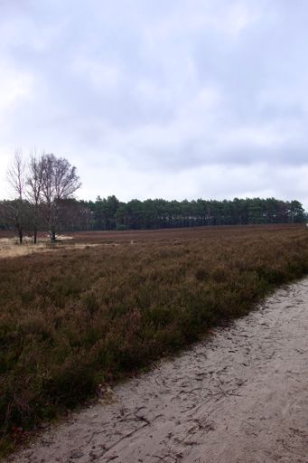 Fischbeker Heide