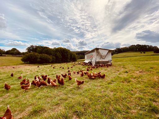 These eggs must taste good 👍🏻