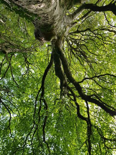 Taking a breather in the shade of this tree