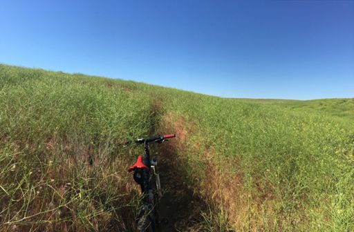 Bar-high weeds is a bit like riding with blindfolds on