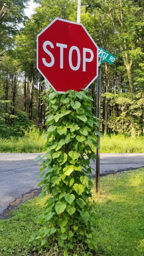Every girl is crazy about a sharp dressed stop sign