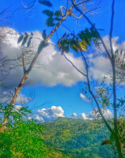 Pollito extremo, versión corta