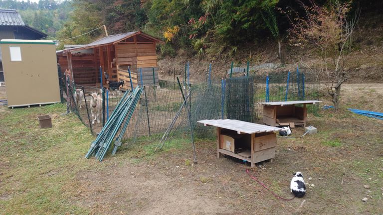店の裏でウサギ🐇とヤギ🐐が飼われてた。