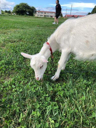 ハイジに出てくるユキちゃんみたい🥰