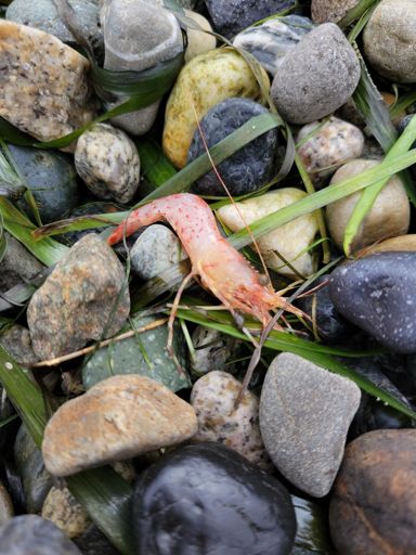 California Spot Prawn