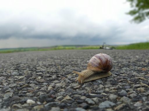 Mais qui voilà au sommet de la côte de l'antenne gsm de Tohogne.  On voit l'orage arrivé🌩. Il tentait sûrement de se cacher