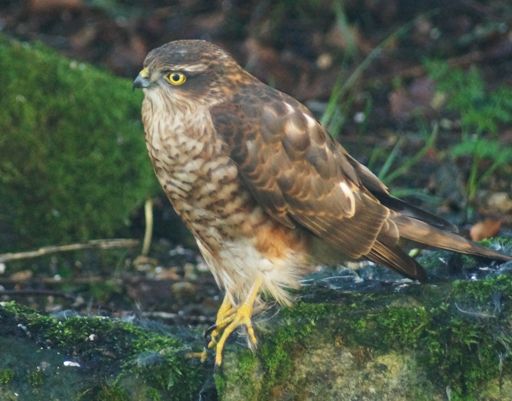 Hawk had just caught & ate a bluetit
