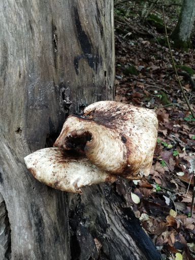 Nice big Dryad's saddle (Ceriporus squamosus) but way too old to eat