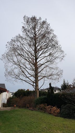 Koenigstein im Taunus_ID23774_UM_Am Eichkopf 7