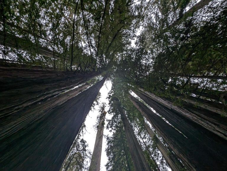 Redwoods
