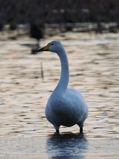 気温は-3℃くらいか？
🪿寒いす、足元凍ってます