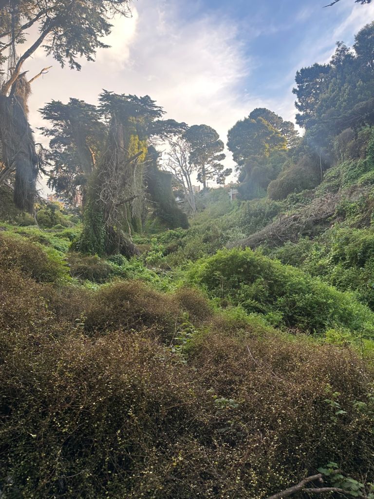 Butterlap (Presidio & Golden Gate Park) photo 18