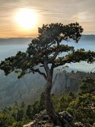 Falkenstein Ortenbourg