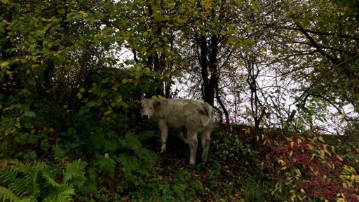 De voorbode was haar moeder kwijt. La vache qui ne rit pas.