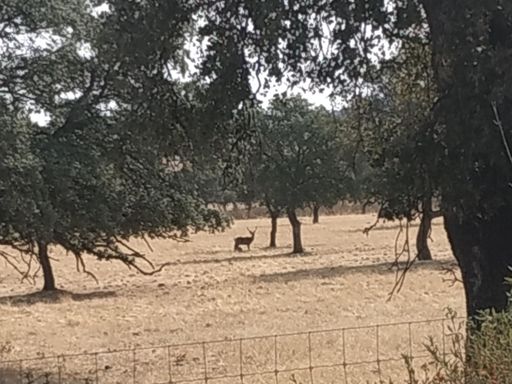 Avistamiento de venados 🤫