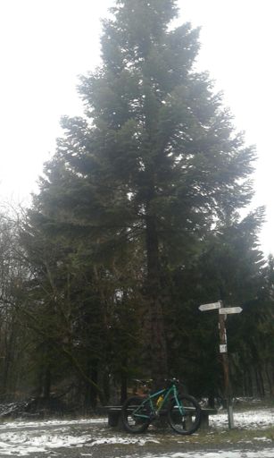 Runde Tanne Soonwald