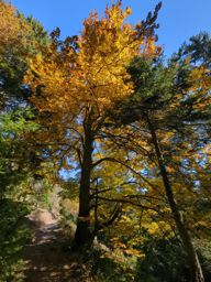 Boucle lac blanc  Hirschteine