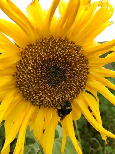 ...einer der letzten 🌞Blumen mit 🐝